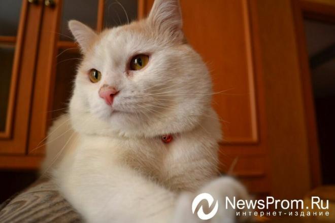 newsprom.ru